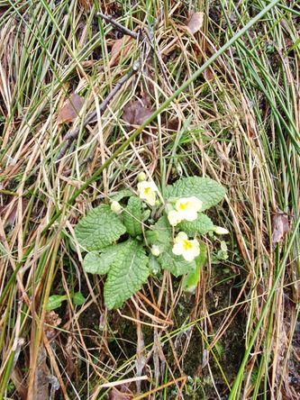 Solvarmen får kusymren til å blomstre i mars